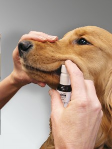 Heska's new pet allergy therapy dog photo